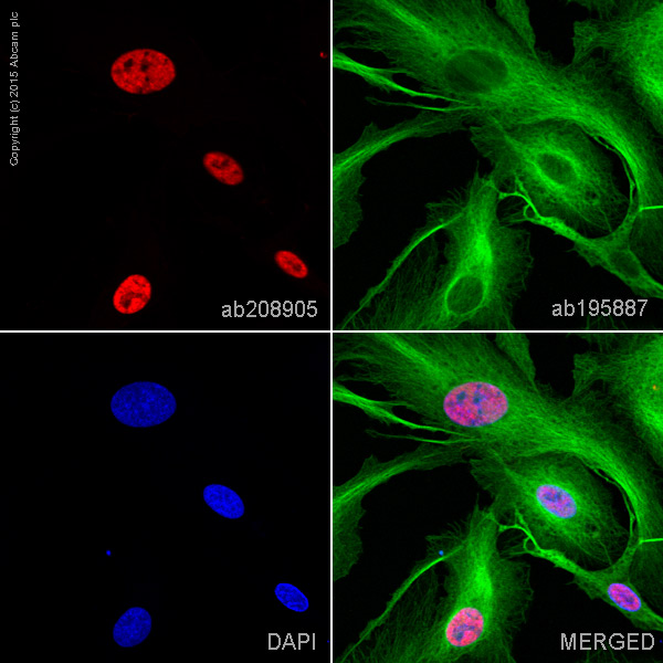 Immunocytochemistry/ Immunofluorescence - Alexa Fluor® 647 Anti-KAT8 / MYST1 / MOF antibody [EPR15803] (AB208905)