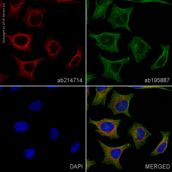 Immunocytochemistry/ Immunofluorescence - Alexa Fluor® 647 Anti-KDEL antibody [EPR12668] - ER Marker (AB214714), expandable thumbnail