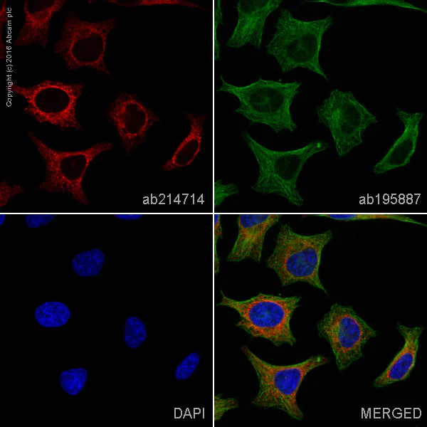Immunocytochemistry/ Immunofluorescence - Alexa Fluor® 647 Anti-KDEL antibody [EPR12668] - ER Marker (AB214714)
