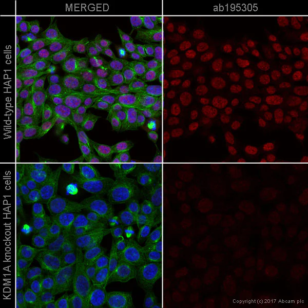 Immunocytochemistry/ Immunofluorescence - Alexa Fluor® 647 Anti-KDM1/LSD1 antibody [EPR6825] - Nuclear Marker (AB195305)