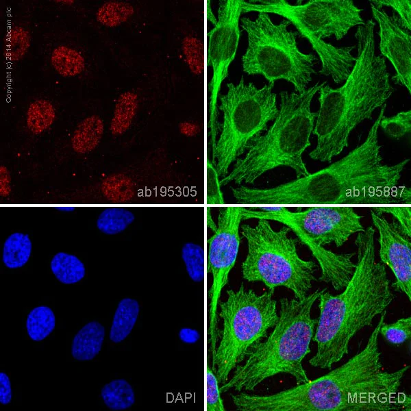 Immunocytochemistry/ Immunofluorescence - Alexa Fluor® 647 Anti-KDM1/LSD1 antibody [EPR6825] - Nuclear Marker (AB195305)