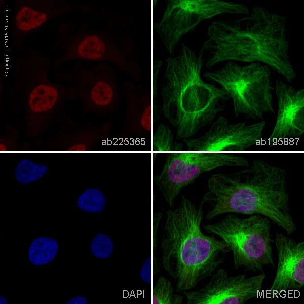 Immunocytochemistry/ Immunofluorescence - Alexa Fluor® 647 Anti-KDM2A antibody [EPR18602] (AB225365)