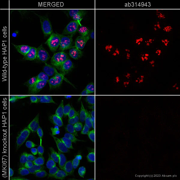 Immunocytochemistry/ Immunofluorescence - Alexa Fluor® 647 Anti-Ki67 antibody [37C7-12] (AB314943)