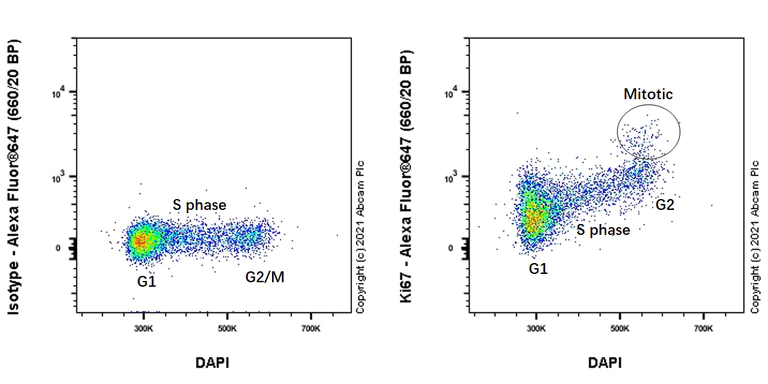 Flow Cytometry (Intracellular) - Alexa Fluor® 647 Anti-Ki67 antibody [B56] (AB283699)
