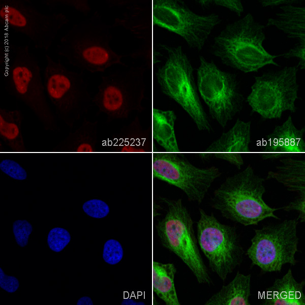 Immunocytochemistry/ Immunofluorescence - Alexa Fluor® 647 Anti-KIFC1 antibody [11445] (AB225237)
