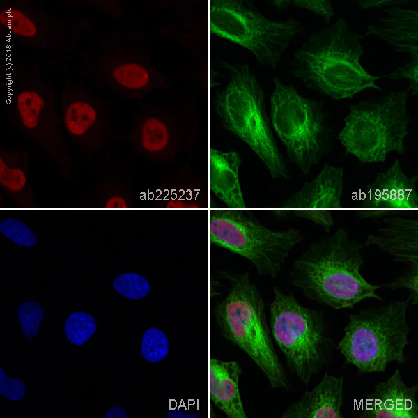 Immunocytochemistry/ Immunofluorescence - Alexa Fluor® 647 Anti-KIFC1 antibody [11445] (AB225237)