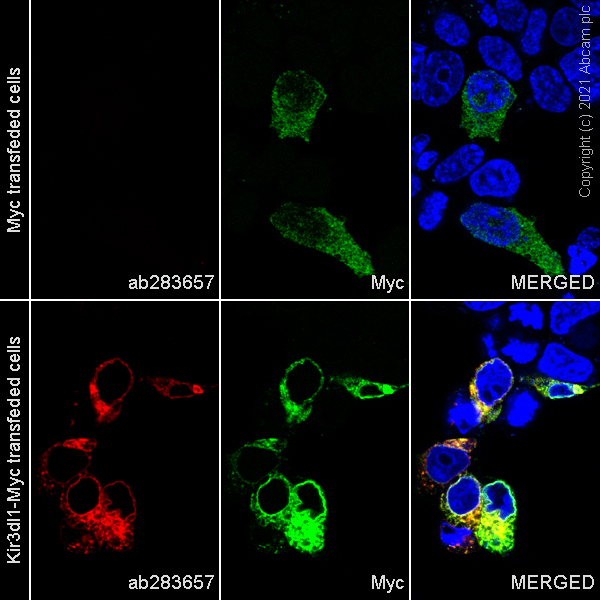 Immunocytochemistry/ Immunofluorescence - Alexa Fluor® 647 Anti-KIR3DL1 + KIR2DS4 + KIR2DS2 + KIR3DS1 antibody [EPR24357-139] (AB283657), expandable thumbnail