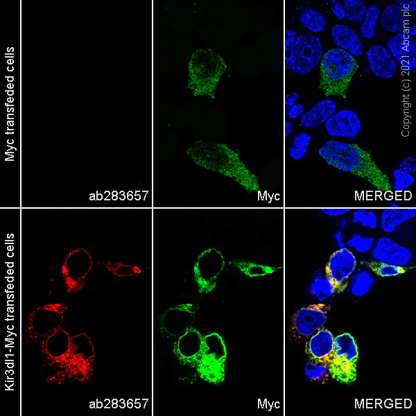 Immunocytochemistry/ Immunofluorescence - Alexa Fluor® 647 Anti-KIR3DL1 + KIR2DS4 + KIR2DS2 + KIR3DS1 antibody [EPR24357-139] (AB283657)
