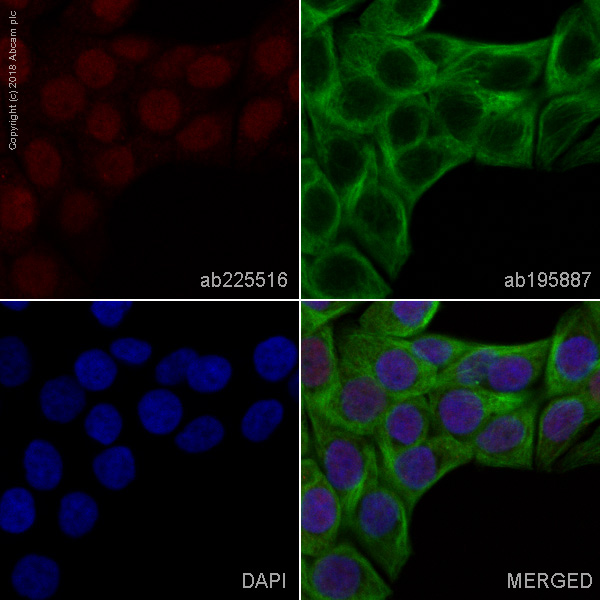 Immunocytochemistry/ Immunofluorescence - Alexa Fluor® 647 Anti-KLF4 antibody [EPR19590] (AB225516), expandable thumbnail