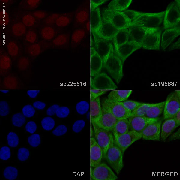 Immunocytochemistry/ Immunofluorescence - Alexa Fluor® 647 Anti-KLF4 antibody [EPR19590] (AB225516)