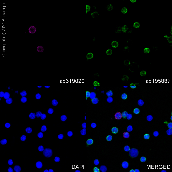 Immunocytochemistry/ Immunofluorescence - Alexa Fluor® 647 Anti-Klra8 antibody [EPR28281-49] (AB319020), expandable thumbnail