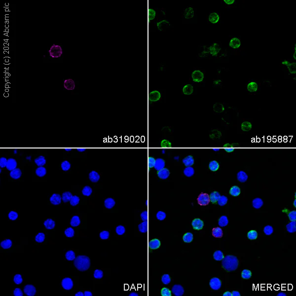Immunocytochemistry/ Immunofluorescence - Alexa Fluor® 647 Anti-Klra8 antibody [EPR28281-49] (AB319020)