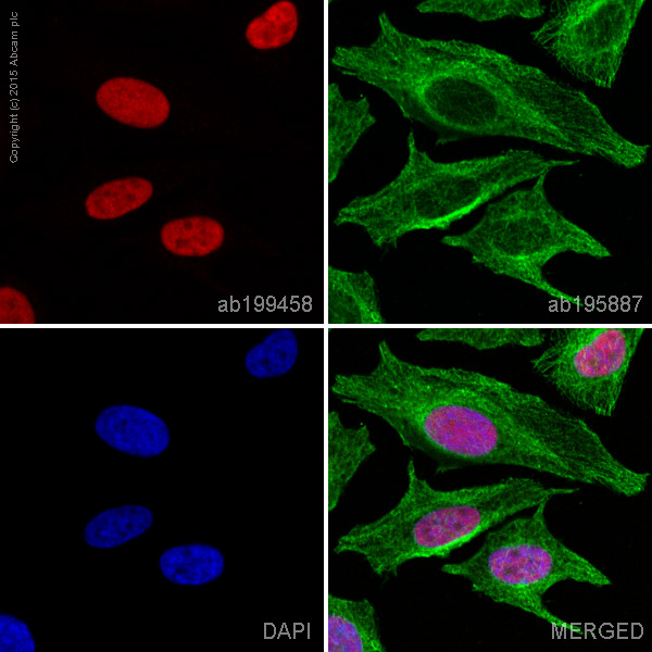 Immunocytochemistry/ Immunofluorescence - Alexa Fluor® 647 Anti-Ku70 antibody [EPR4027] (AB199458)