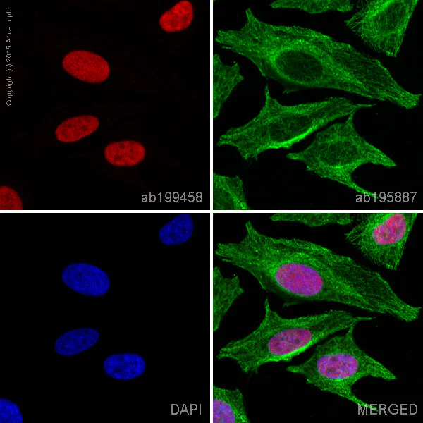 Immunocytochemistry/ Immunofluorescence - Alexa Fluor® 647 Anti-Ku70 antibody [EPR4027] (AB199458)