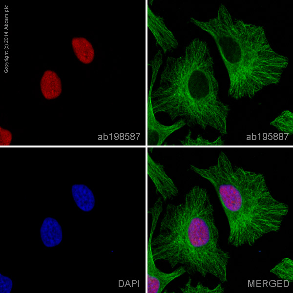 Immunocytochemistry/ Immunofluorescence - Alexa Fluor® 647 Anti-Ku80 antibody [EPR3468] (AB198587), expandable thumbnail
