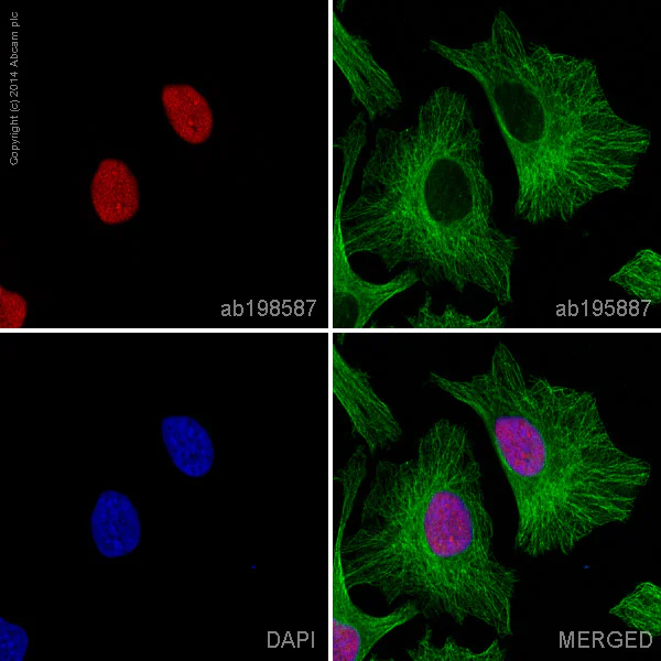 Immunocytochemistry/ Immunofluorescence - Alexa Fluor® 647 Anti-Ku80 antibody [EPR3468] (AB198587)