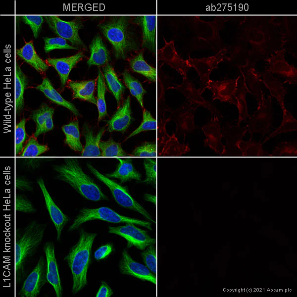 Immunocytochemistry/ Immunofluorescence - Alexa Fluor® 647 Anti-L1CAM antibody [EPR23241-224] (AB275190)