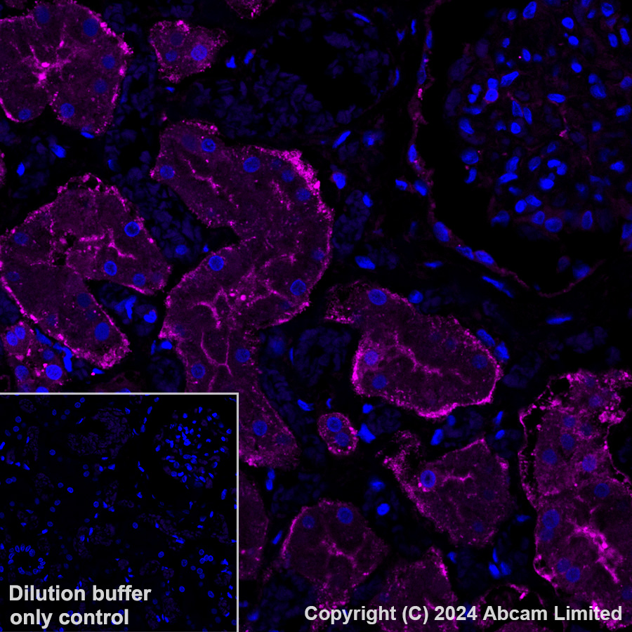Immunohistochemistry (Formalin/PFA-fixed paraffin-embedded sections) - Alexa Fluor® 647 Anti-Lactate Dehydrogenase B/LDH-B antibody [EP1565Y] (AB320697), expandable thumbnail