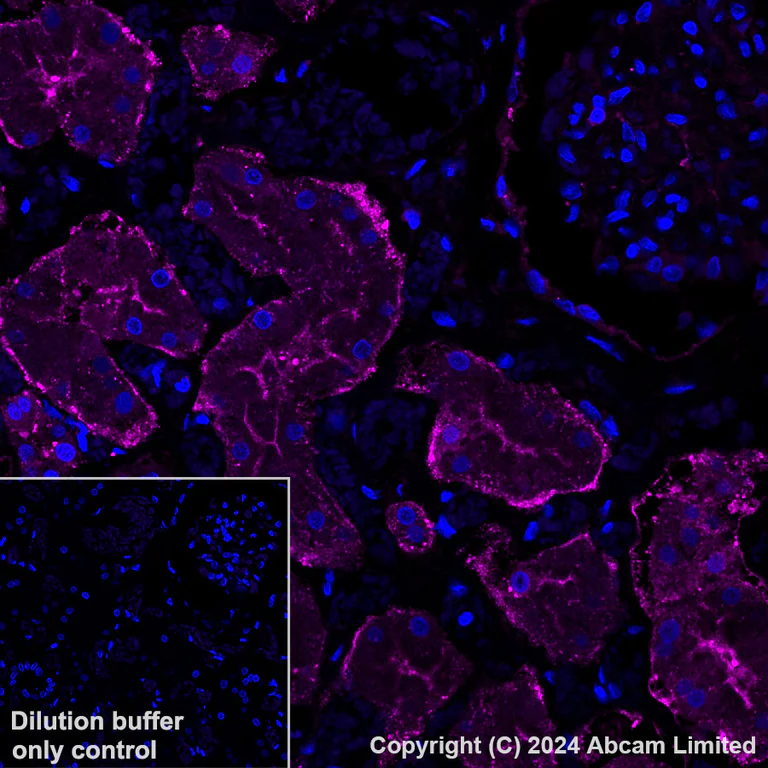 Immunohistochemistry (Formalin/PFA-fixed paraffin-embedded sections) - Alexa Fluor® 647 Anti-Lactate Dehydrogenase B/LDH-B antibody [EP1565Y] (AB320697)