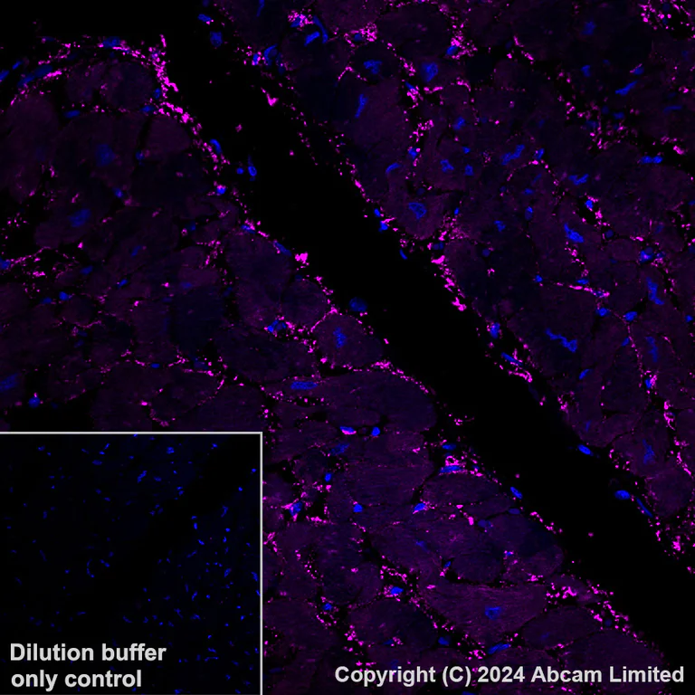 Immunohistochemistry (Formalin/PFA-fixed paraffin-embedded sections) - Alexa Fluor® 647 Anti-Lactate Dehydrogenase B/LDH-B antibody [EP1565Y] (AB320697)