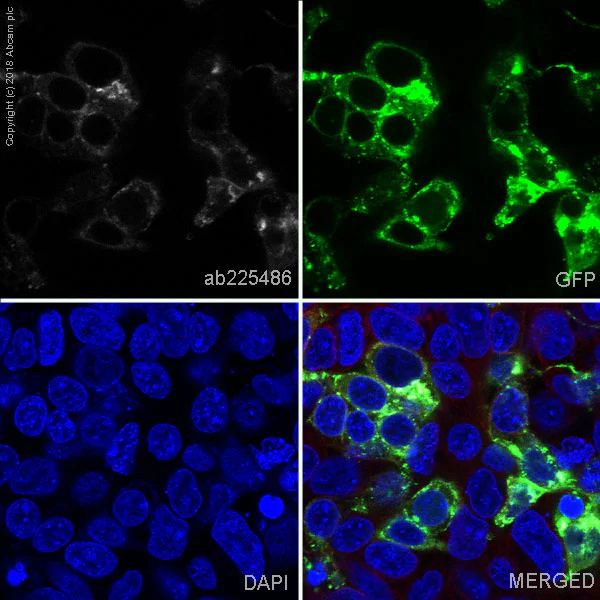 Immunocytochemistry/ Immunofluorescence - Alexa Fluor® 647 Anti-LAG-3 antibody [EPR20261] (AB225486)