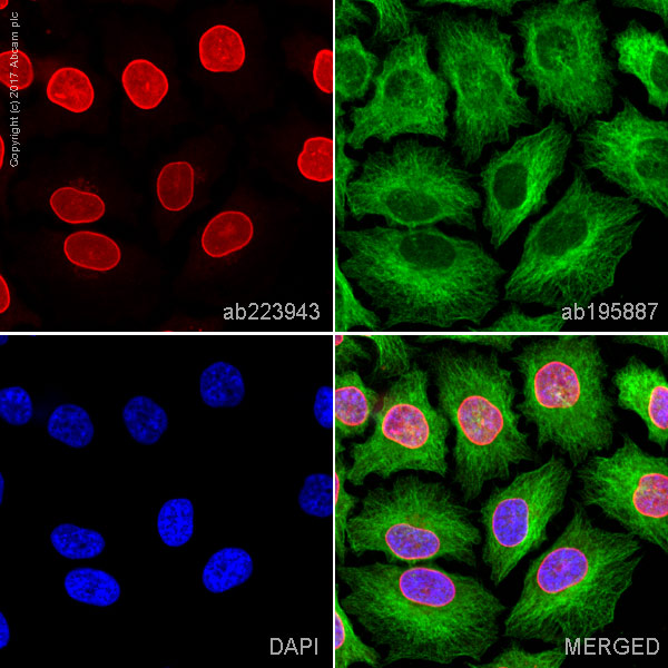 Immunocytochemistry/ Immunofluorescence - Alexa Fluor® 647 Anti-Lamin A + Lamin B1 + Lamin C antibody [EPR4068] (AB223943), expandable thumbnail