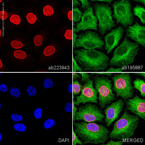 Immunocytochemistry/ Immunofluorescence - Alexa Fluor® 647 Anti-Lamin A + Lamin B1 + Lamin C antibody [EPR4068] - Nuclear Envelope Marker (AB223943)