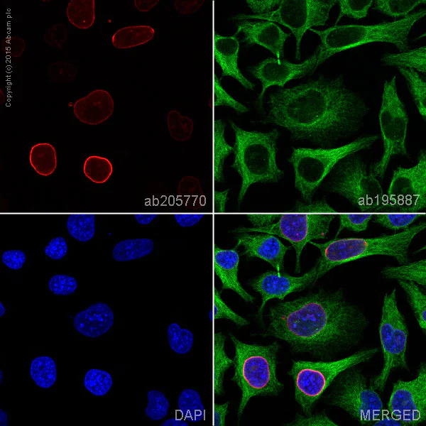 Immunocytochemistry/ Immunofluorescence - Alexa Fluor® 647 Anti-Lamin A + Lamin C antibody [EP4520-16] (AB205770)