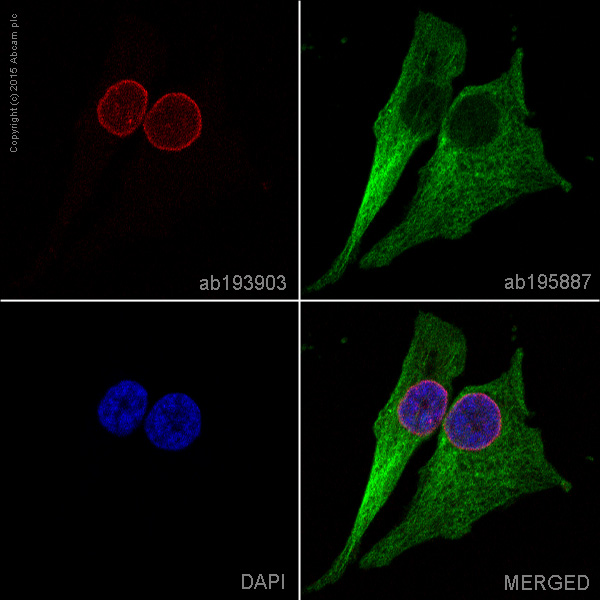 Immunocytochemistry/ Immunofluorescence - Alexa Fluor® 647 Anti-Lamin A + Lamin C antibody [EPR4100] - Nuclear Envelope Marker (AB193903)