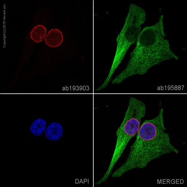 Immunocytochemistry/ Immunofluorescence - Alexa Fluor® 647 Anti-Lamin A + Lamin C antibody [EPR4100] - Nuclear Envelope Marker (AB193903)