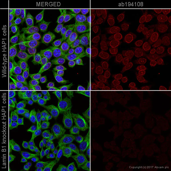 Immunocytochemistry/ Immunofluorescence - Alexa Fluor® 647 Anti-Lamin B1 antibody [EPR8985(B)] - Nuclear Envelope Marker (AB194108)