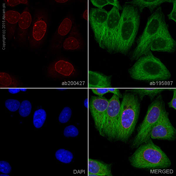 Immunocytochemistry/ Immunofluorescence - Alexa Fluor® 647 Anti-Lamin B2 antibody [EPR9701(B)] (AB200427)