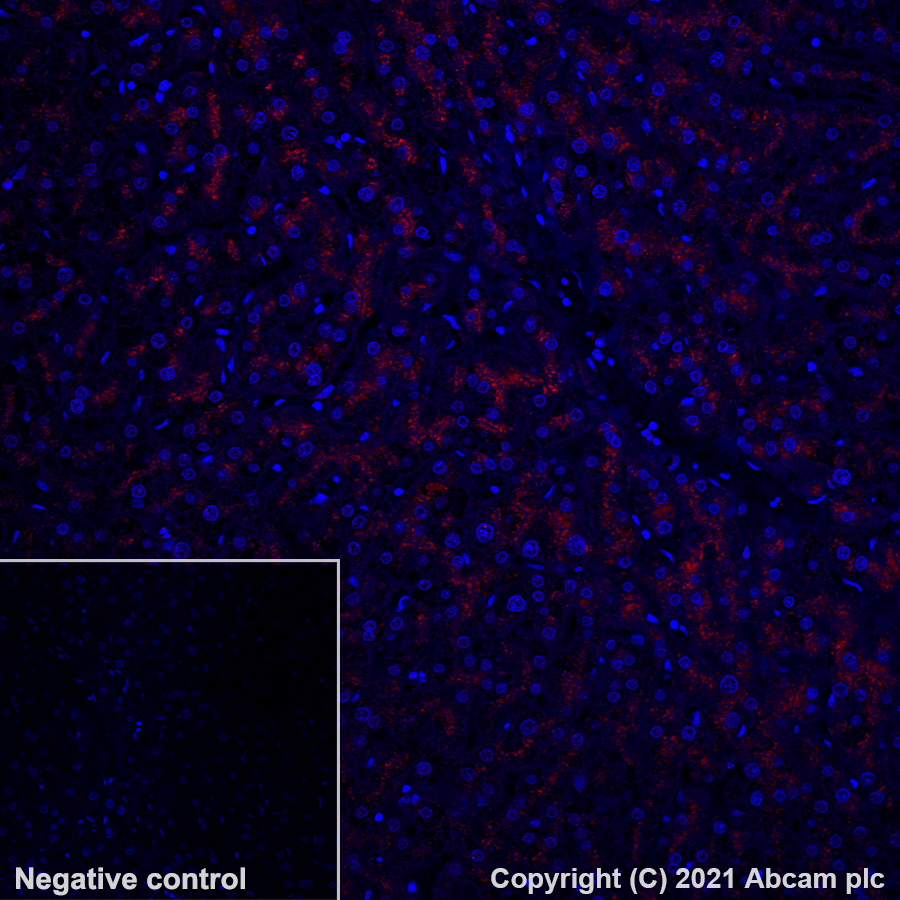 Immunohistochemistry (Formalin/PFA-fixed paraffin-embedded sections) - Alexa Fluor® 647 Anti-LAMP2A antibody [EPR4207(2)] (AB284133), expandable thumbnail