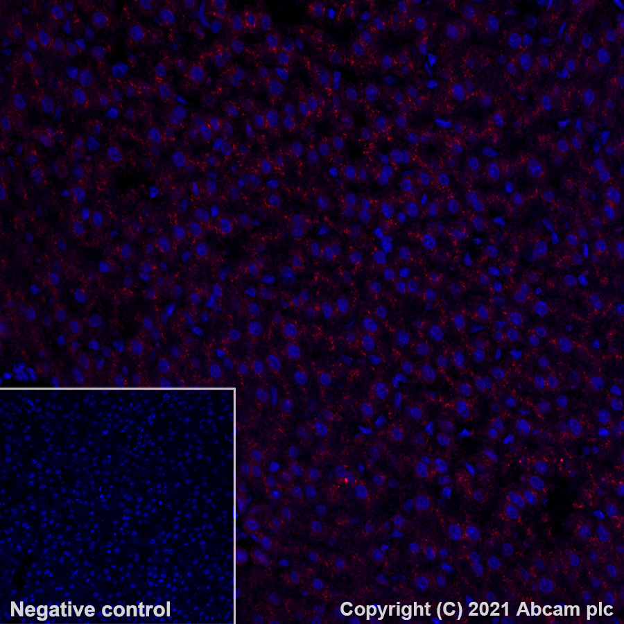 Immunohistochemistry (Formalin/PFA-fixed paraffin-embedded sections) - Alexa Fluor® 647 Anti-LAMP2A antibody [EPR4207(2)] (AB284133), expandable thumbnail