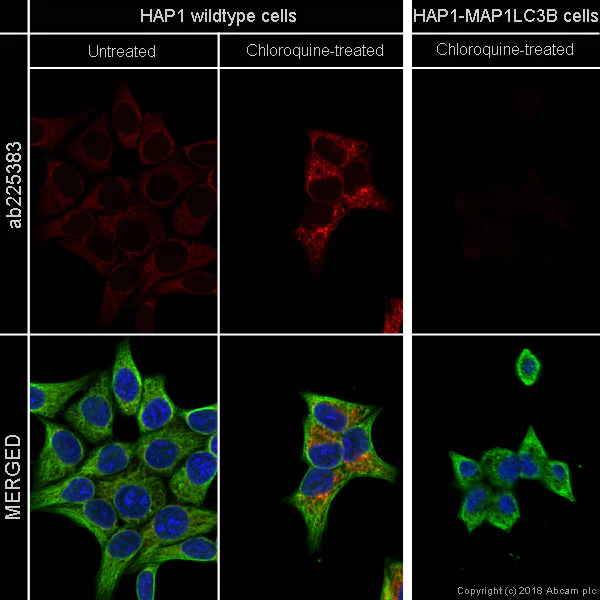 Immunocytochemistry/ Immunofluorescence - Alexa Fluor® 647 Anti-LC3B antibody [EPR18709] - Autophagosome Marker (AB225383)