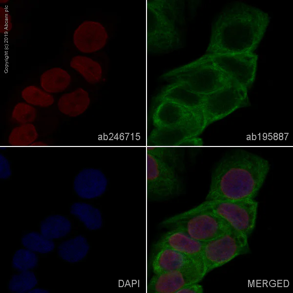 Immunocytochemistry/ Immunofluorescence - Alexa Fluor® 647 Anti-LEF1 antibody [EPR2029Y] (AB246715)