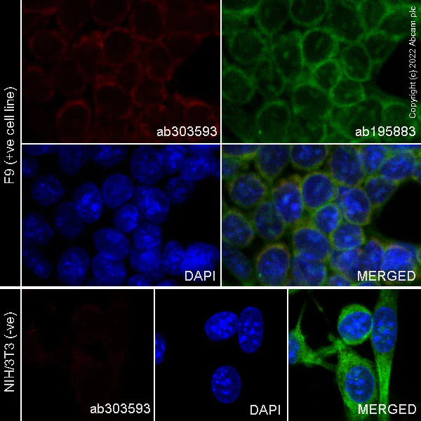 Immunocytochemistry/ Immunofluorescence - Alexa Fluor® 647 Anti-LINE-1 ORF1p antibody [EPR21844-108] (AB303593)