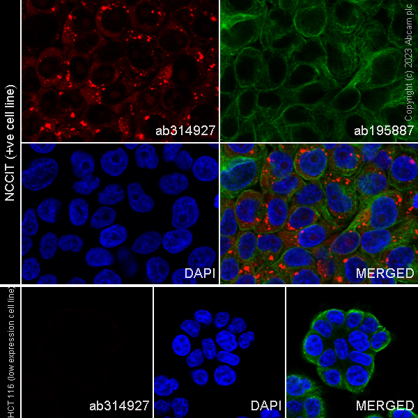 Immunocytochemistry/ Immunofluorescence - Alexa Fluor® 647 Anti-LINE-1 ORF1p antibody [EPR22227-6] (AB314927), expandable thumbnail