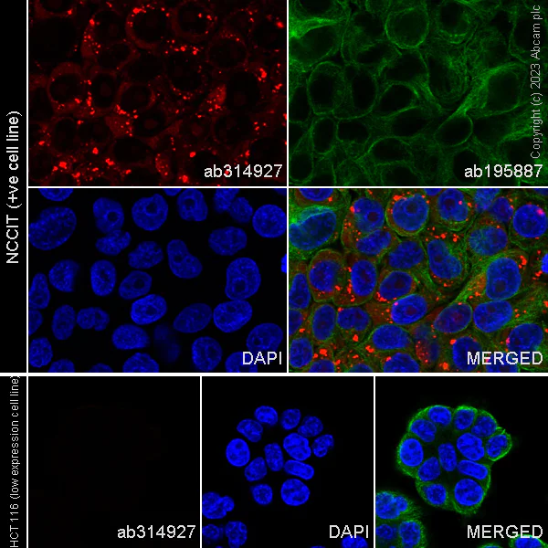 Immunocytochemistry/ Immunofluorescence - Alexa Fluor® 647 Anti-LINE-1 ORF1p antibody [EPR22227-6] (AB314927)