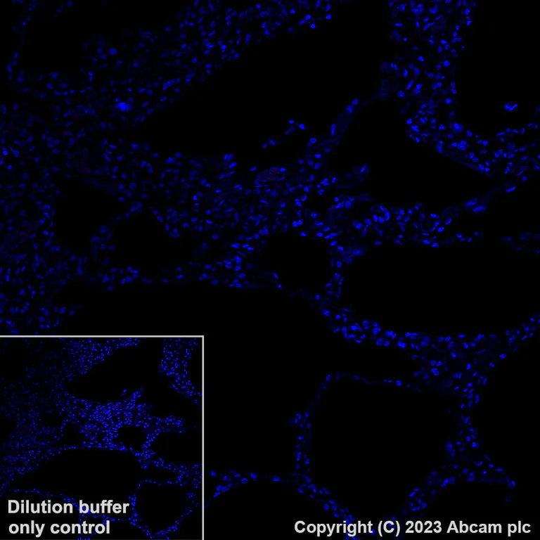 Immunohistochemistry (Formalin/PFA-fixed paraffin-embedded sections) - Alexa Fluor® 647 Anti-LINE-1 ORF1p antibody [EPR22227-6] (AB314927)