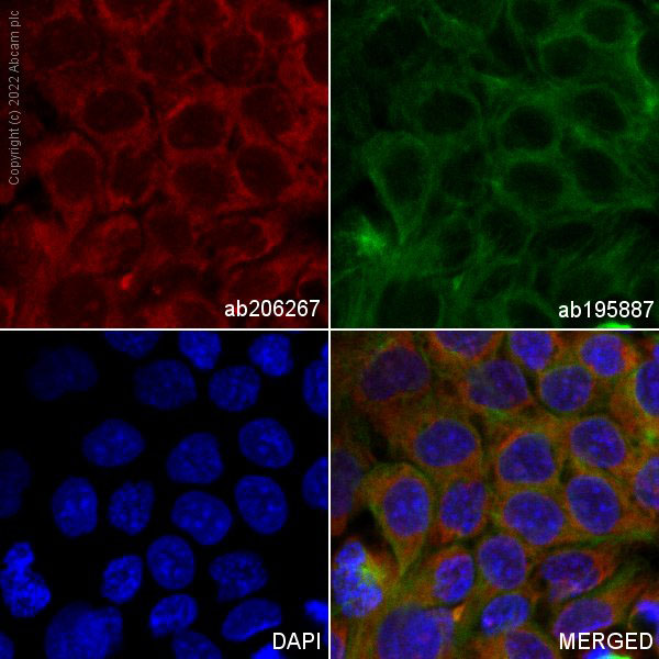 Immunocytochemistry/ Immunofluorescence - Alexa Fluor® 647 Anti-Lipocalin-2 / NGAL antibody [EPR5084] (AB206267), expandable thumbnail