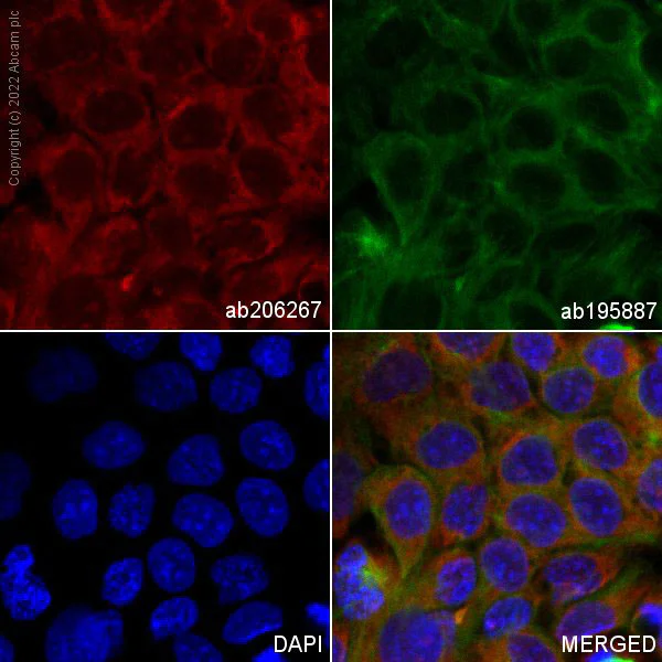 Immunocytochemistry/ Immunofluorescence - Alexa Fluor® 647 Anti-Lipocalin-2 / NGAL antibody [EPR5084] (AB206267)