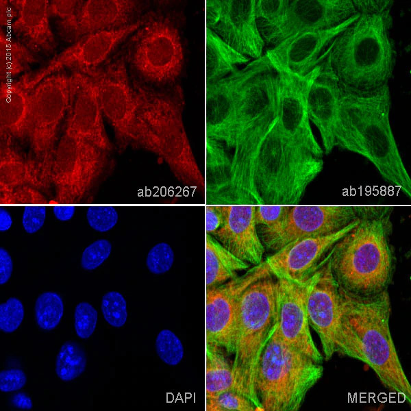 Immunocytochemistry/ Immunofluorescence - Alexa Fluor® 647 Anti-Lipocalin-2 / NGAL antibody [EPR5084] (AB206267), expandable thumbnail