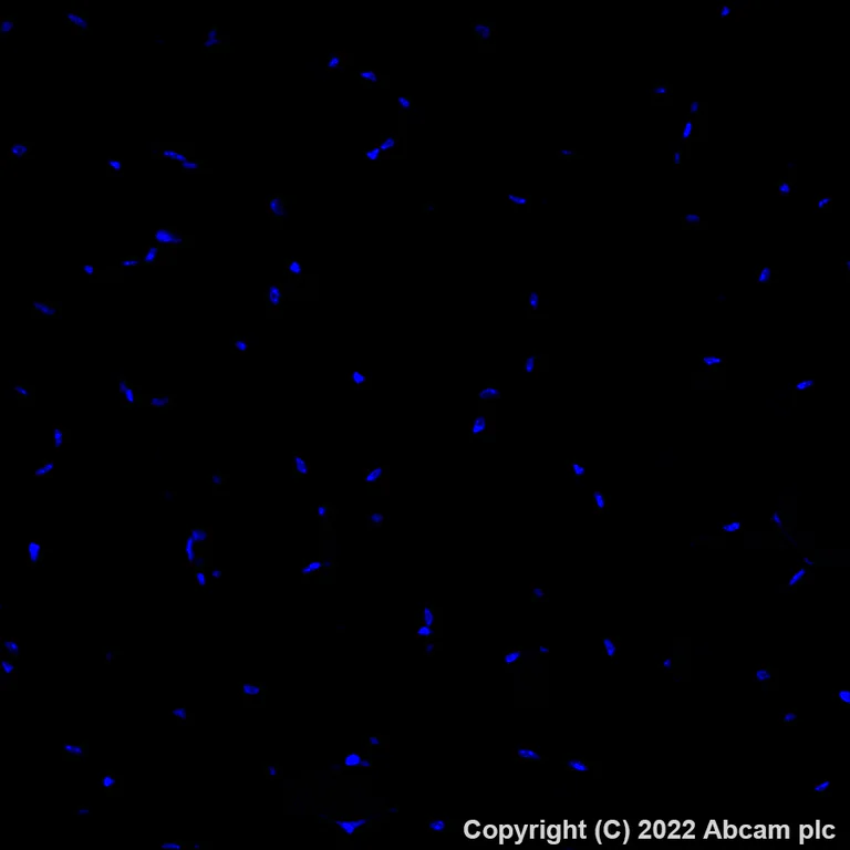 Immunohistochemistry (Formalin/PFA-fixed paraffin-embedded sections) - Alexa Fluor® 647 Anti-Liver Arginase antibody [EPR22033-369] (AB307468)
