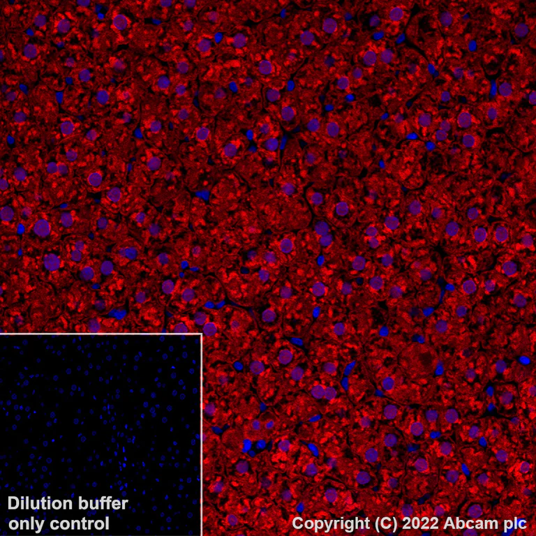 Immunohistochemistry (Formalin/PFA-fixed paraffin-embedded sections) - Alexa Fluor® 647 Anti-Liver Arginase antibody [EPR22033-369] (AB307468)