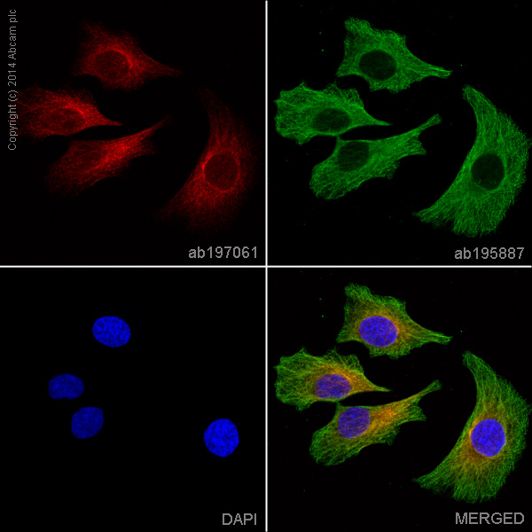 Immunocytochemistry/ Immunofluorescence - Alexa Fluor® 647 Anti-LOX antibody [EPR4025] (AB197061)