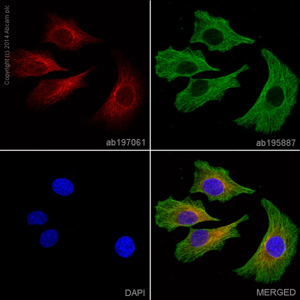 Immunocytochemistry/ Immunofluorescence - Alexa Fluor® 647 Anti-LOX antibody [EPR4025] (AB197061)
