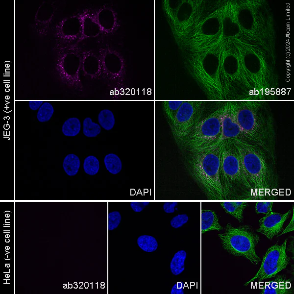 Immunocytochemistry/ Immunofluorescence - Alexa Fluor® 647 Anti-Lrp2 / Megalin antibody [EPR26093-68] (AB320118)