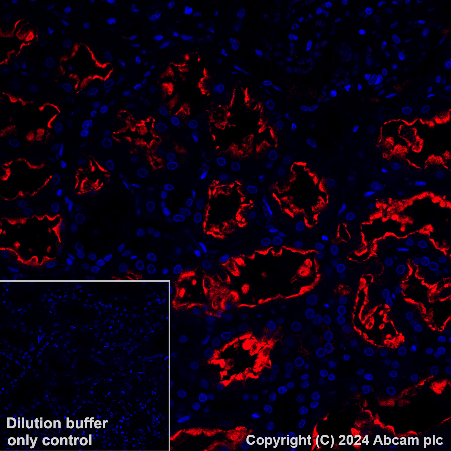 Immunohistochemistry (Formalin/PFA-fixed paraffin-embedded sections) - Alexa Fluor® 647 Anti-Lrp2 / Megalin antibody [EPR26093-84] (AB317712), expandable thumbnail