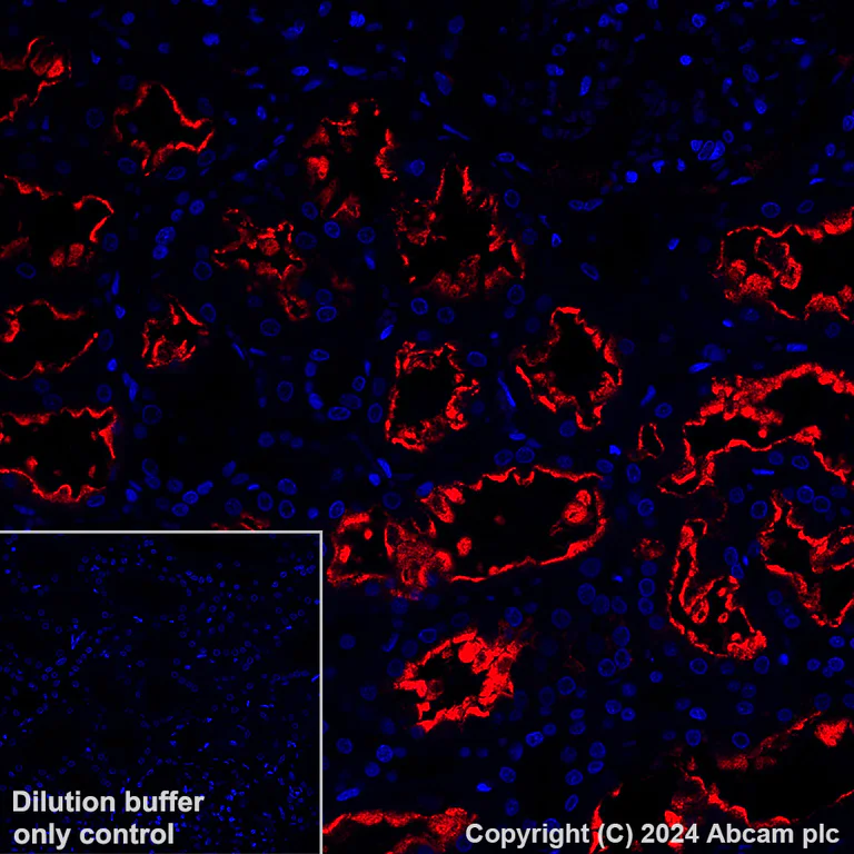Immunohistochemistry (Formalin/PFA-fixed paraffin-embedded sections) - Alexa Fluor® 647 Anti-Lrp2 / Megalin antibody [EPR26093-84] (AB317712)